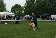 CAC Novi Marof - National Dog Show