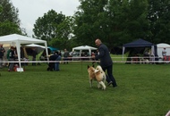 CAC Novi Marof - National Dog Show