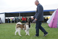 -17. CACIB Oberwart, Night CAC Szombathely, CACIB Szombathely