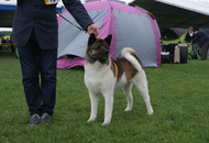 -17. CACIB Oberwart, Night CAC Szombathely, CACIB Szombathely