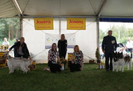 -17. CACIB Oberwart, Night CAC Szombathely, CACIB Szombathely