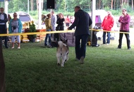 -17. CACIB Oberwart, Night CAC Szombathely, CACIB Szombathely