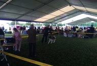 -17. CACIB Oberwart, Night CAC Szombathely, CACIB Szombathely