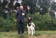 -17. CACIB Oberwart, Night CAC Szombathely, CACIB Szombathely