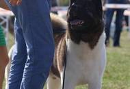 28.08.2016 - National Dog Show a.m. / Velencei tó CAC Országos kutyakiállítás délelőtt