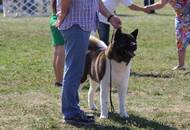 28.08.2016 - National Dog Show a.m. / Velencei tó CAC Országos kutyakiállítás délelőtt