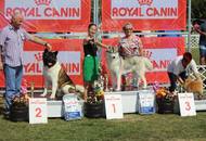 28.08.2016 - National Dog Show a.m. / Velencei tó CAC Országos kutyakiállítás délelőtt