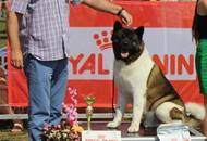 28.08.2016 - National Dog Show a.m. / Velencei tó CAC Országos kutyakiállítás délelőtt