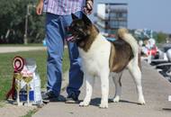 28.08.2016 - National Dog Show a.m. / Velencei tó CAC Országos kutyakiállítás délelőtt