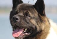 28.08.2016 - National Dog Show a.m. / Velencei tó CAC Országos kutyakiállítás délelőtt