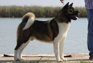 28.08.2016 - National Dog Show a.m. / Velencei tó CAC Országos kutyakiállítás délelőtt