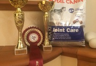 28.08.2016 - National Dog Show a.m. / Velencei tó CAC Országos kutyakiállítás délelőtt