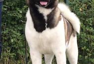 International Dog Show Kecskemét 