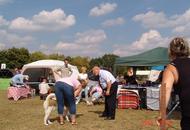 International Dog Show Kecskemét 