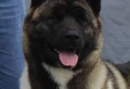 International Dog Show – CACIB Karlovac /Croatia/