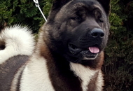 International Dog Show Kecskemét 