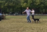 International Dog Show Kecskemét 