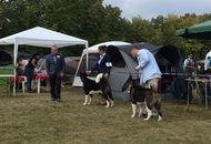 International Dog Show Kecskemét 