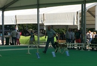 International Dog Show – CACIB Karlovac /Croatia/