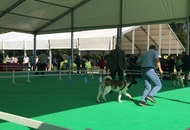 International Dog Show – CACIB Karlovac /Croatia/
