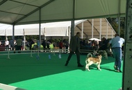 International Dog Show – CACIB Karlovac /Croatia/