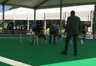 International Dog Show – CACIB Karlovac /Croatia/