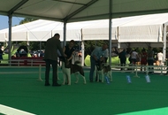 International Dog Show – CACIB Karlovac /Croatia/