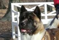 Barracuda Django Of Danger Zone