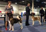 17. 02. 2017 – CACIB Winter Dog Show, Budapest