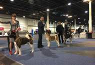 17. 02. 2017 – CACIB Winter Dog Show, Budapest