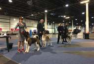 17. 02. 2017 – CACIB Winter Dog Show, Budapest