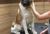 17. 02. 2017 – CACIB Winter Dog Show, Budapest