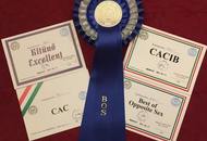 17. 02. 2017 – CACIB Winter Dog Show, Budapest