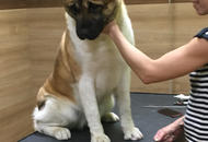 17. 02. 2017 – CACIB Winter Dog Show, Budapest