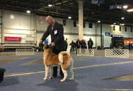 17. 02. 2017 – CACIB Winter Dog Show, Budapest