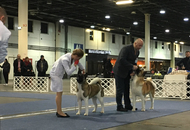 17. 02. 2017 – CACIB Winter Dog Show, Budapest