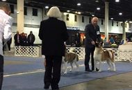 17. 02. 2017 – CACIB Winter Dog Show, Budapest