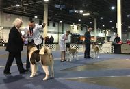 17. 02. 2017 – CACIB Winter Dog Show, Budapest