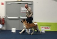 International Dog Show – CACIB Graz /Austria/