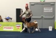International Dog Show – CACIB Graz /Austria/