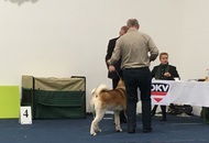 International Dog Show – CACIB Graz /Austria/
