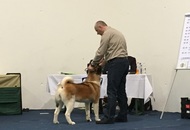 International Dog Show – CACIB Graz /Austria/
