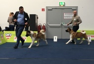 International Dog Show – CACIB Graz /Austria/