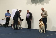 International Dog Show – CACIB Graz /Austria/