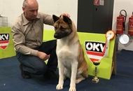International Dog Show – CACIB Graz /Austria/