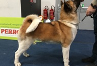 International Dog Show – CACIB Graz /Austria/