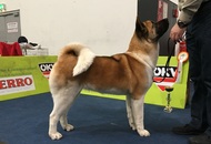 International Dog Show – CACIB Graz /Austria/
