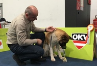 International Dog Show – CACIB Graz /Austria/