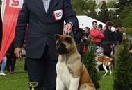 International Dog Show - Debrecen CACIB