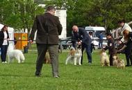 International Dog Show - Debrecen CACIB